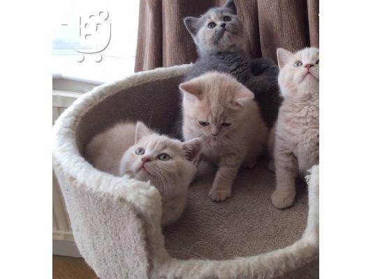 PoulaTo: 11 εβδομάδες british shorthair blues Διαθέσιμο